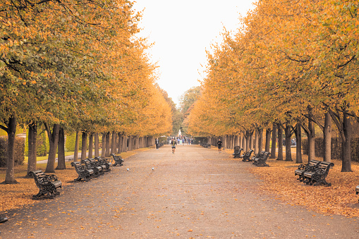 London, UK - October 12, 2017 - Peaceful scenery of tree lined avenue in Regent's Park with people walking and jogging in the background