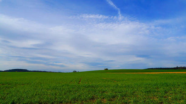 istock Wide green field with blue sky and clouds at springtime 883091278