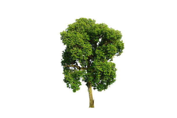 istock a fresh green tree on white background isolated,a big tree with many green leaves 883092126
