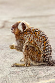 mico-estrela.jpg?b=1&s=170x170&k=20&c=OCjQPonbLs9A_AW54Vw5heUztLVS8LfoRG2jawsaK-o=