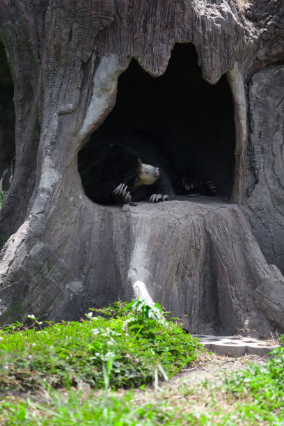 медовая медведь - мелурс урсинус - cave bear стоковые фото и изображения