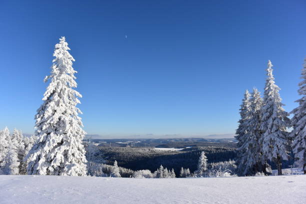 istock White Pine Trees coated with snow in the black forest near Freiburg 883095142