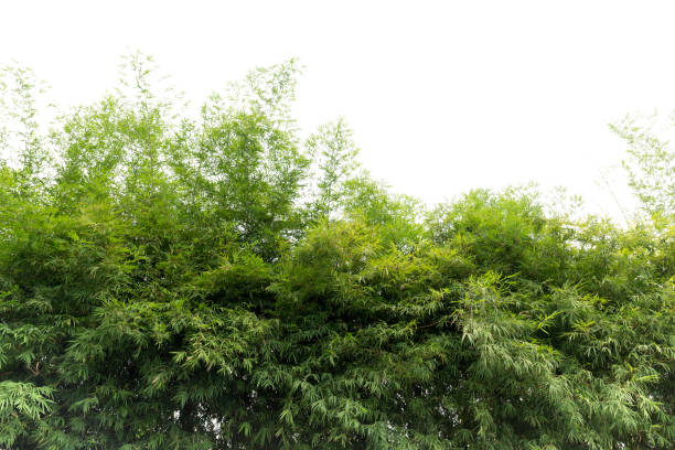 istock Natural green bamboo forest landscape    isolated 883099098