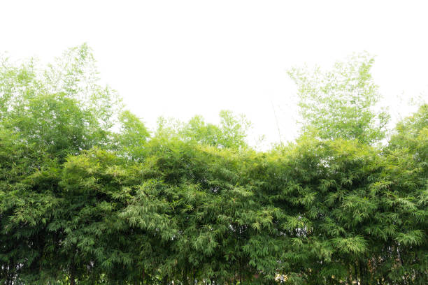 istock Natural green bamboo forest landscape    isolated 883099170