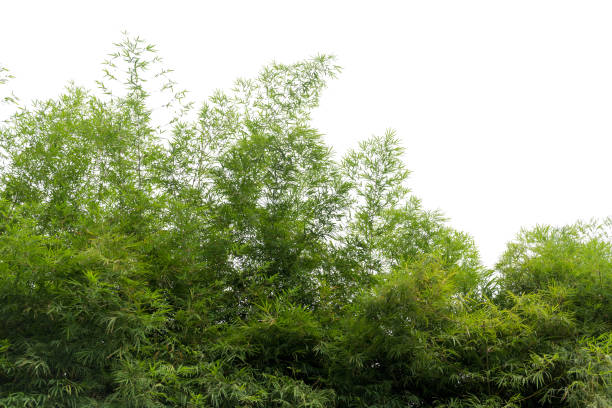 istock Natural green bamboo forest landscape    isolated 883099240