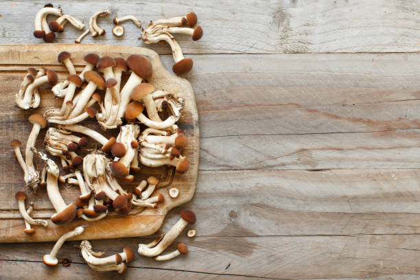 istock Agrocybe aegerita mushrooms (Pioppino) 883099354
