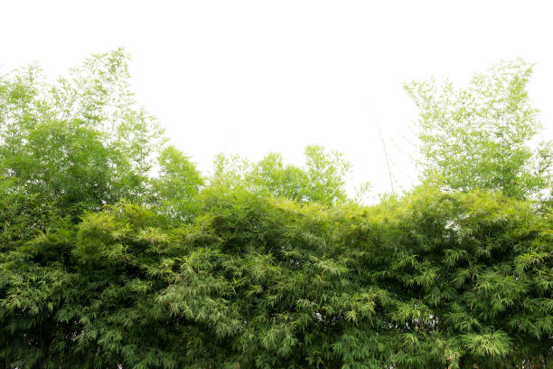 istock Natural green bamboo forest landscape    isolated 883099632