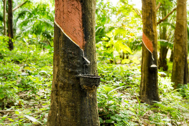 Rubber Tree (Hevea brasiliensis) Tapping Sap A generic forest area in Thailand contains numerous Rubber Trees (Hevea brasiliensis). A common site throughout the region, being one of Thailand’s main exports, the trees are ‘tapped’ to harvest the white sap from under the bark. A popular occupation of working class people to boost income, the commodity is known locally as "white gold". The practise can however be damaging to the environment, as large swathes of rainforest are cleared to make way for the plantations. This results in loss of habitat for native wildlife. The location is Ko Lanta, Krabi province, Thailand. rubber material stock pictures, royalty-free photos & images
