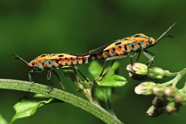 istock Close up mating insects on green leaf. 883100034
