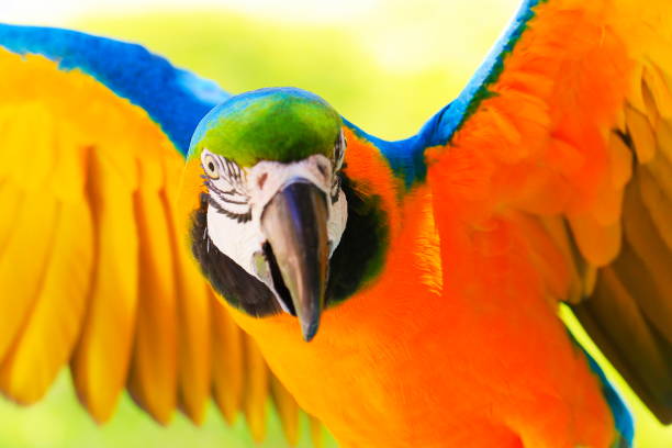 safari de observación de aves: guacamayo azul y amarillo loro, aves tropicales vuelan con las alas abiertas sobre fondo de naturaleza – humedales de pantanal y amazonia, brasil - chest fly fotografías e imágenes de stock