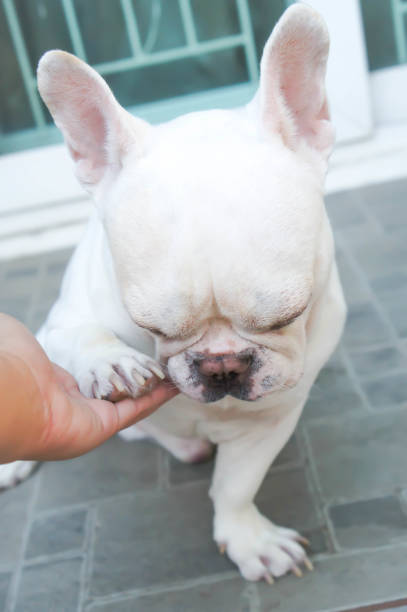 istock tame French bulldog 883103396
