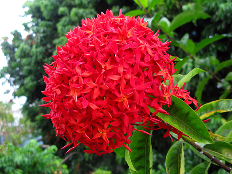 Foto de Plantas Bola Vermelha Em Forma De Flores Na Extremidade De Um Ramo  De Um Arbusto Selva Gerânio e mais fotos de stock de Angiospermae - iStock