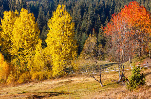 istock Morning autumn Carpathians landscape. 883109620