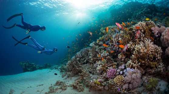 Two free divers exploring coral reef wall with vivid marine life in the Red Sea. Egypt