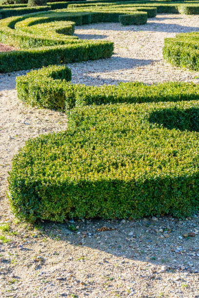 Partial view of boxwood trimmed in the shape of a fleur-de-lis in a french formal garden Partial view of boxwood trimmed in the shape of a fleur-de-lis in a french formal garden. knot garden stock pictures, royalty-free photos & images