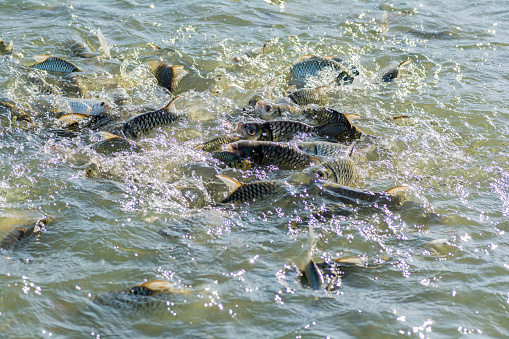 fish swim in the pool to eat the food.