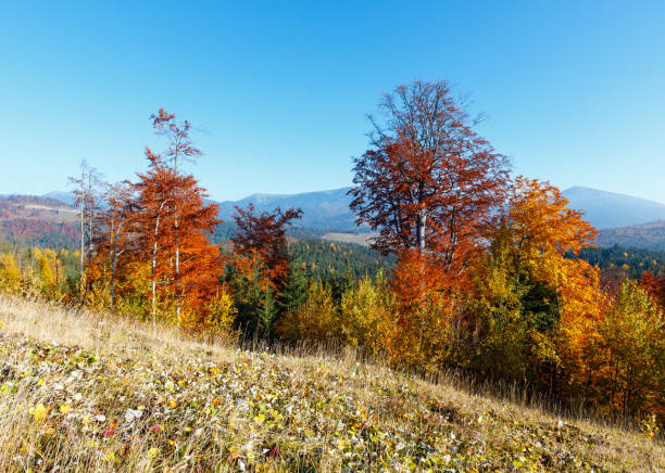 istock Morning autumn Carpathians landscape. 883114872
