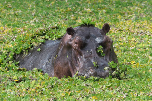 istock Mana pools - Zimbabwe - Part 1 883115160