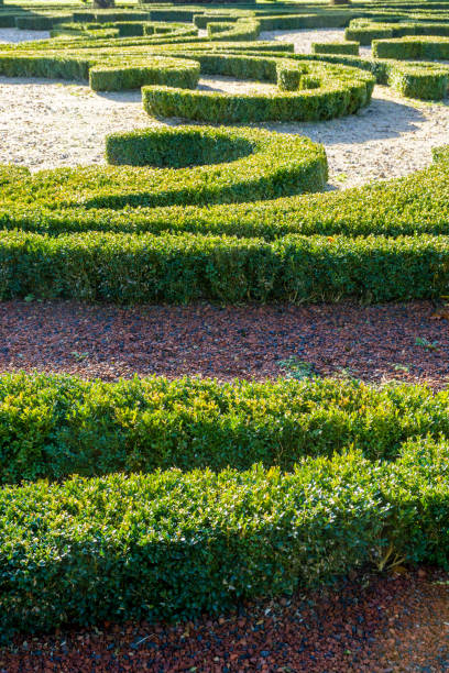 Trimmed boxwood in a french formal garden Trimmed boxwood in a french formal garden. knot garden stock pictures, royalty-free photos & images