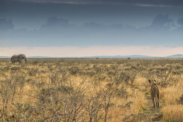 Lioness to walk towards an elephants. paths that intersect in the wild. Animal interaction.