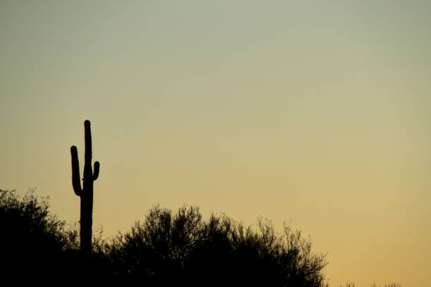 istock Silhouette of a Saguaro with the Sky as Copy Space 883121868