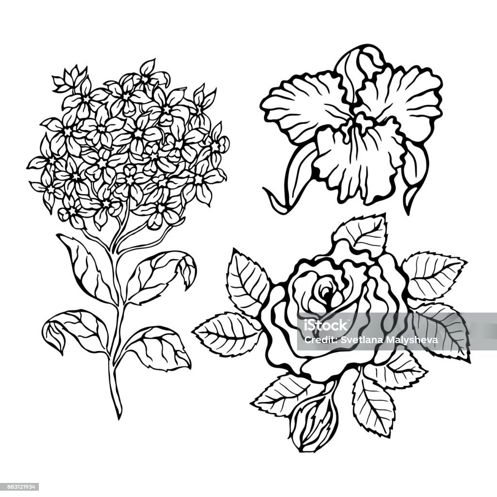 Flower set. Vector illustration. Flowers  isolated on white background. Objects for coloring. Hand-drawing illustration. Australia stock vector