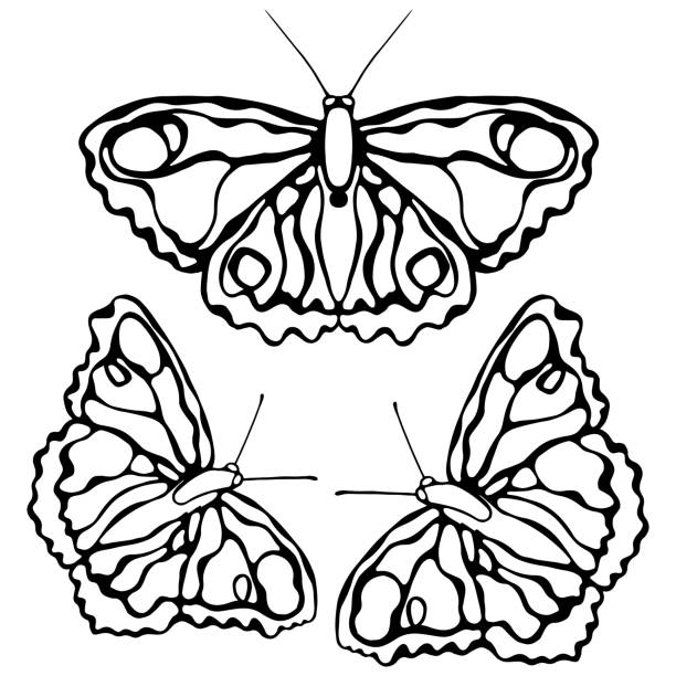 Butterflies isolated on white background. Butterfly design. Objects for coloring. Hand-drawing illustration. butterfly tattoo stencil stock illustrations
