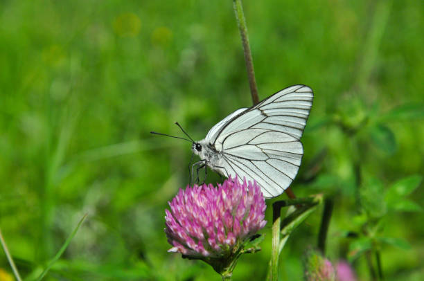 aporia crataegi, 아름 다운 녹색 배경으로 야생 꽃에 먹이 흑백 veined 나비 - black veined white butterfly 뉴스 사진 이미지