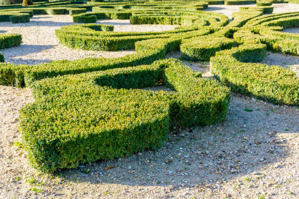 Boxwood trimmed in the shape of a fleur-de-lis in a french formal garden Boxwood trimmed in the shape of a fleur-de-lis in a french formal garden. knot garden stock pictures, royalty-free photos & images