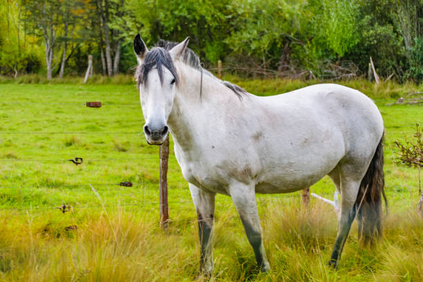 istock White Horse at Field, Patagonia, Chile 883125420