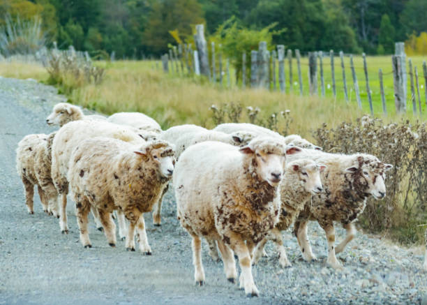 istock Group of Sheeps at Los Lagos District, Chile 883125466