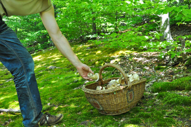 istock Man picking porcini mushroom and put it in basket. 883125840