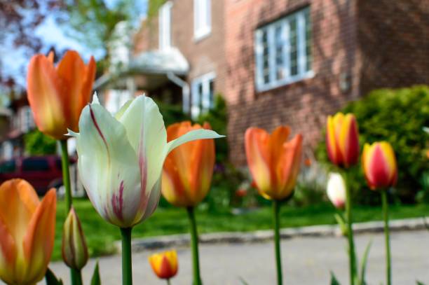 Tulips lining driveway of brick house exterior in spring