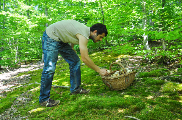 istock Man picking porcini mushroom and put it in basket. 883126134