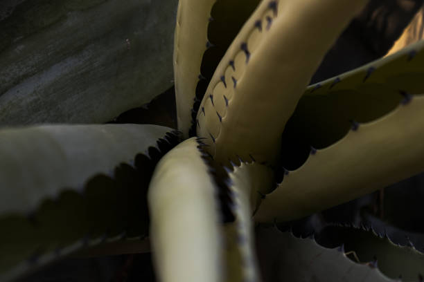 istock close up of cactus seen from above. 883126160