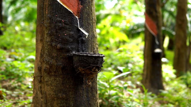 Rubber Tree (Hevea brasiliensis) Tapping Sap