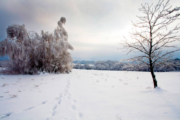 istock Winter trees in frost-covered trees covered with frost 883129784