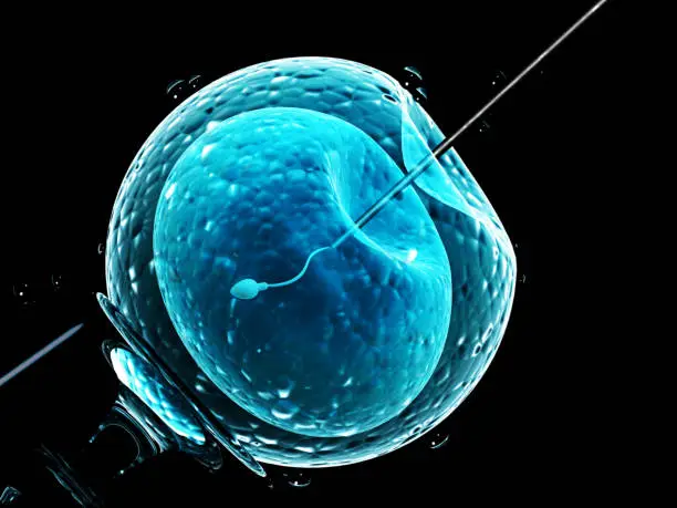 Photo of Artificial insemination. Needle puncture the cell membrane