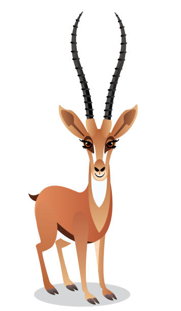 gazela - thomsons gazelle stock illustrations
