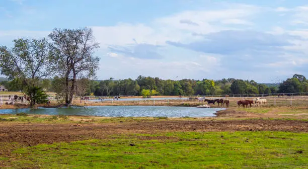 Horses on a farm in Oklahoma - country-style