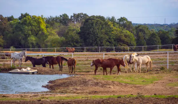 Horses on a farm in Oklahoma - country-style