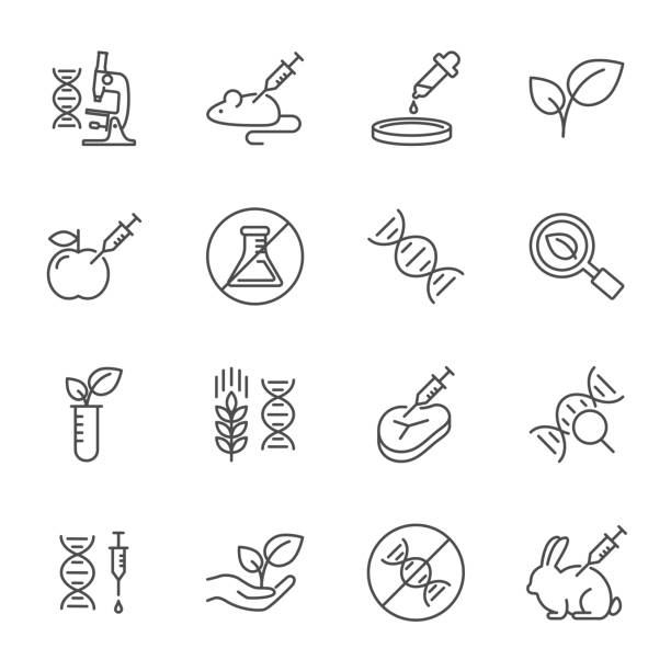 ilustrações, clipart, desenhos animados e ícones de conjunto de ogm, de estilo de linha do vetor ícones - plant food research biotechnology