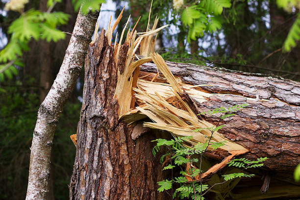istock A broken tree in half. As a result of the hurricane 883140096