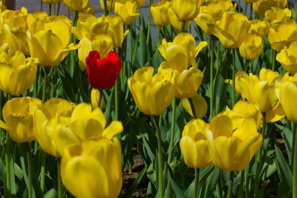 uma única tulipa vermelha - standing out from the crowd expressão inglesa - fotografias e filmes do acervo