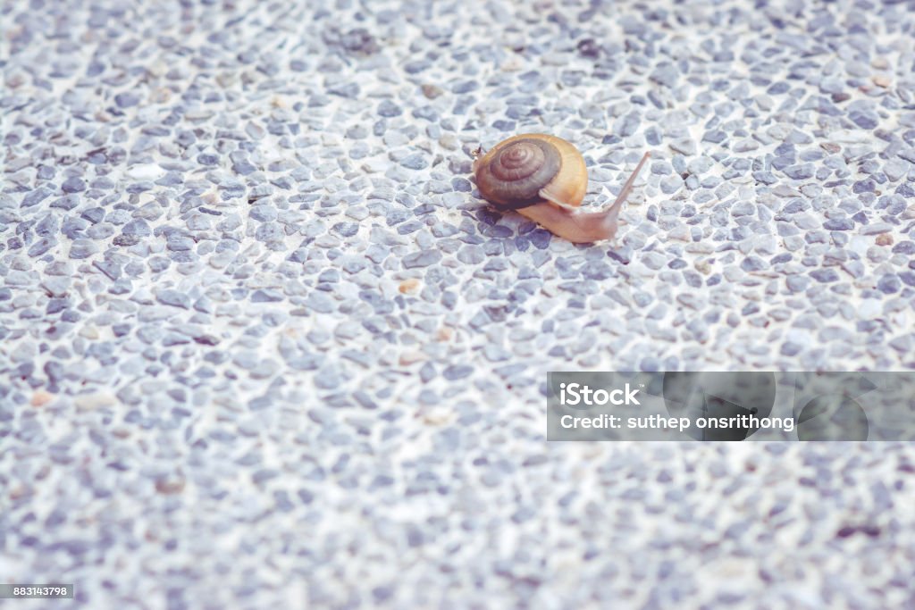 Snail Snail walking on cement floor. Animal Stock Photo
