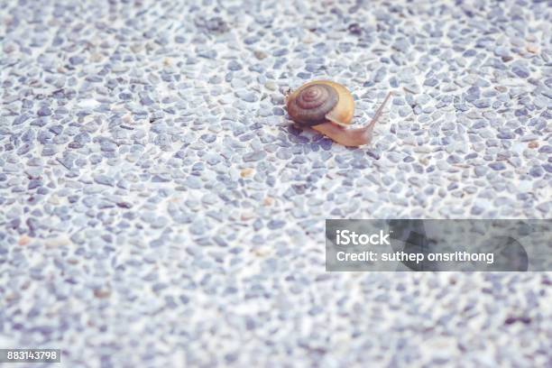 Snail Stock Photo - Download Image Now - Animal, Animal Shell, Animal Wildlife