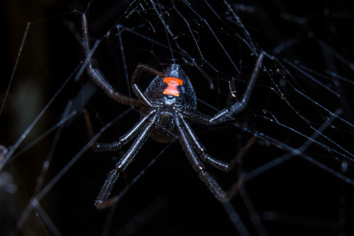 A female black widow spider rests in its web.