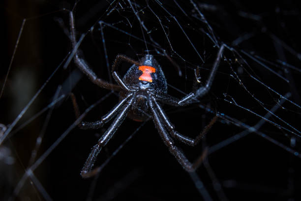 Black Widow in Web A female black widow spider rests in its web. black widow spider photos stock pictures, royalty-free photos & images