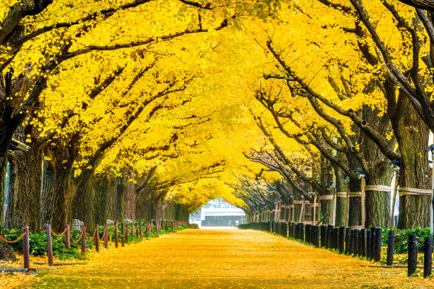 fila del árbol de ginkgo amarillo en otoño. parque de otoño en tokio, japón. - ginkgo tree ginkgo tree japan fotografías e imágenes de stock