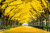 秋に黄色のイチョウの木の行。東京都の秋の公園。